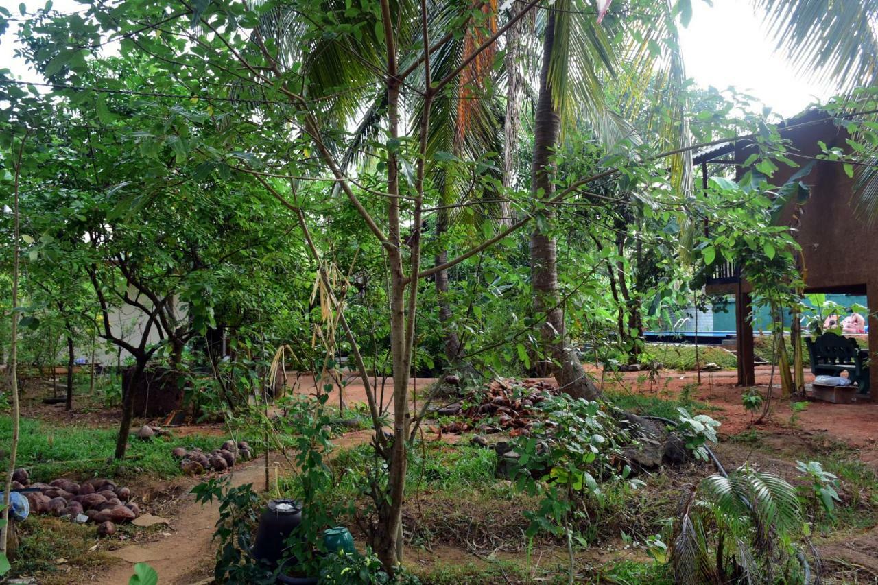 Sun And Green Eco Lodge - Dambulla Exterior foto